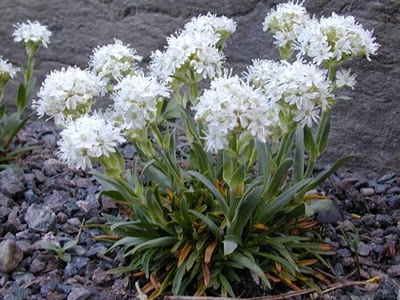 Lychnis Alpina Snow Flurry (1356)